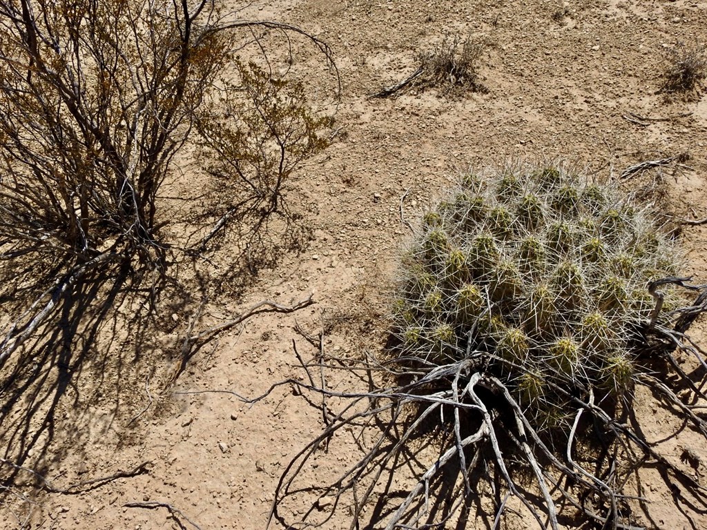 4160 Cheosa Trail, Terlingua, Texas image 15