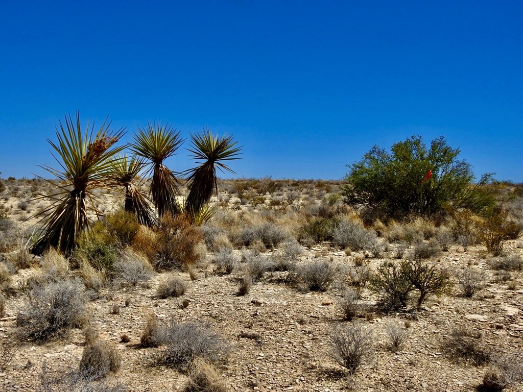 4160 Cheosa Trail, Terlingua, Texas image 8