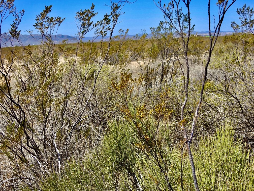 4160 Cheosa Trail, Terlingua, Texas image 4