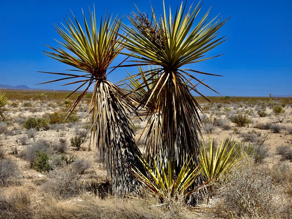 4160 Cheosa Trail, Terlingua, Texas image 3