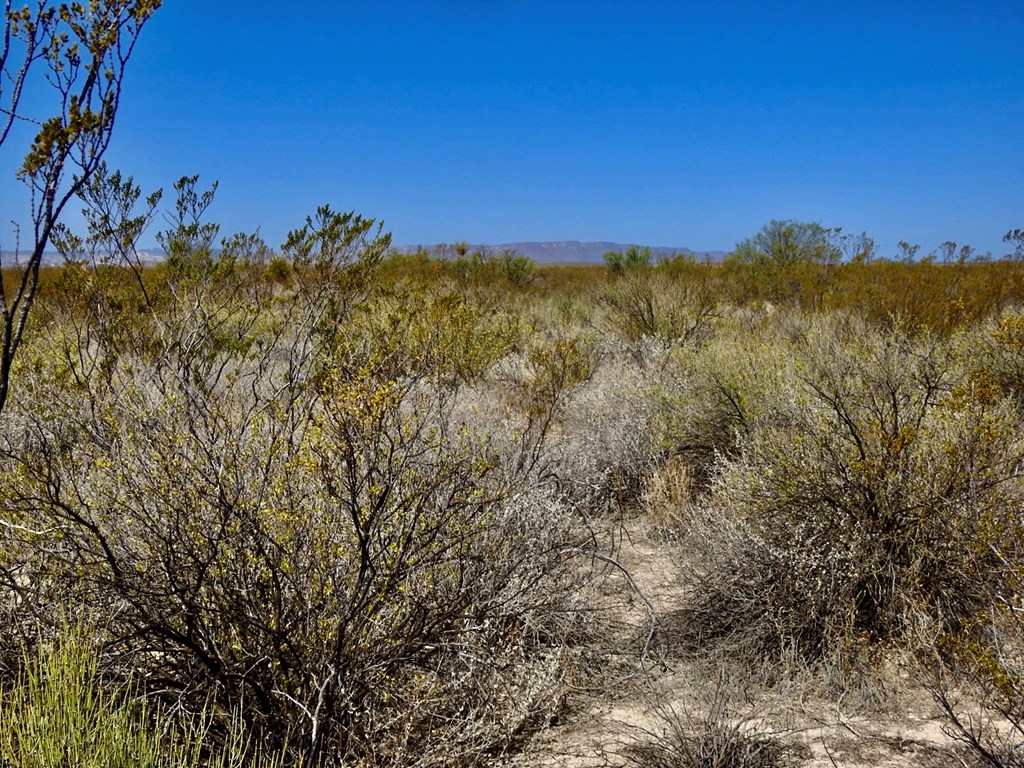 4160 Cheosa Trail, Terlingua, Texas image 18