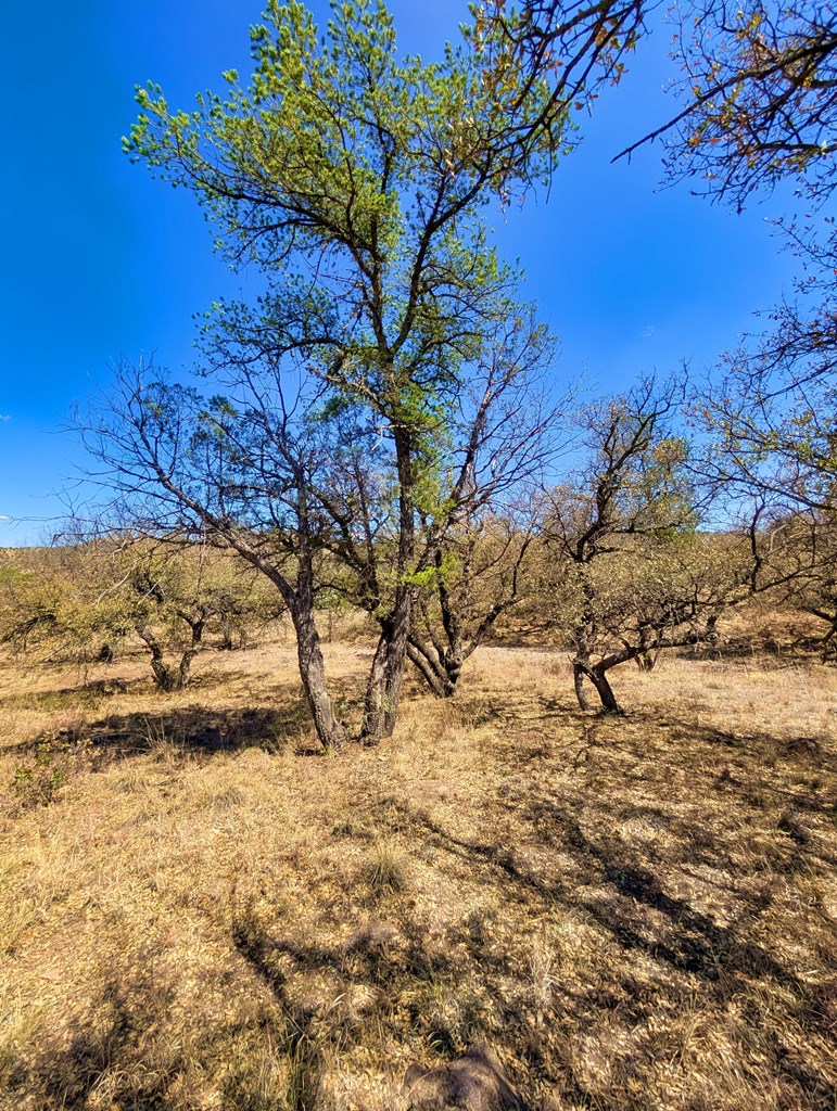 113 Six Shooter Gulch Ridge, Fort Davis, Alabama image 12