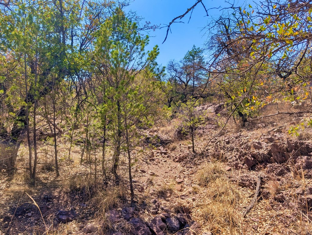 113 Six Shooter Gulch Ridge, Fort Davis, Alabama image 7