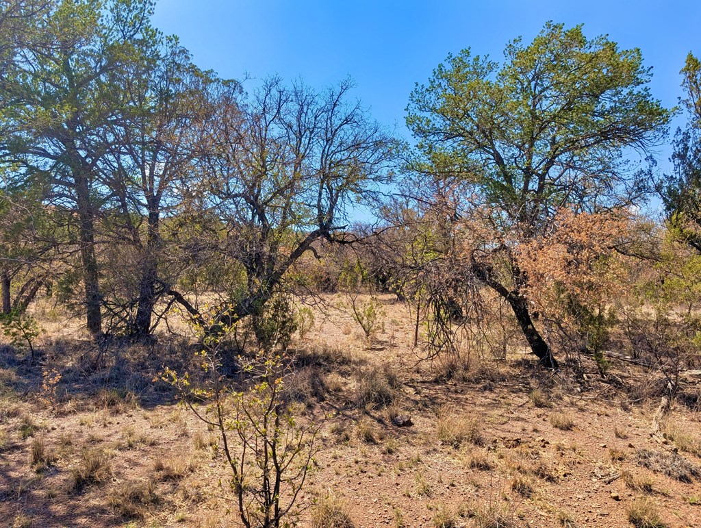 113 Six Shooter Gulch Ridge, Fort Davis, Alabama image 3