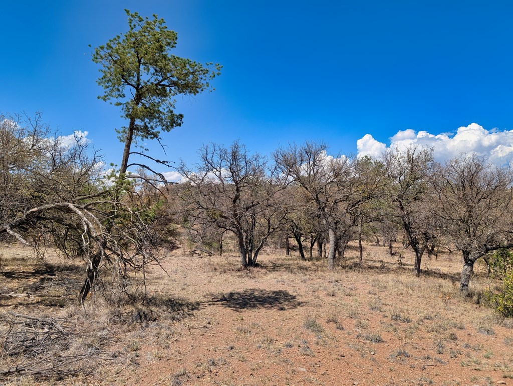 113 Six Shooter Gulch Ridge, Fort Davis, Alabama image 6
