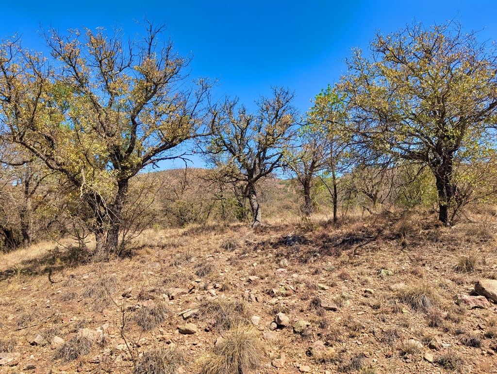 113 Six Shooter Gulch Ridge, Fort Davis, Alabama image 18