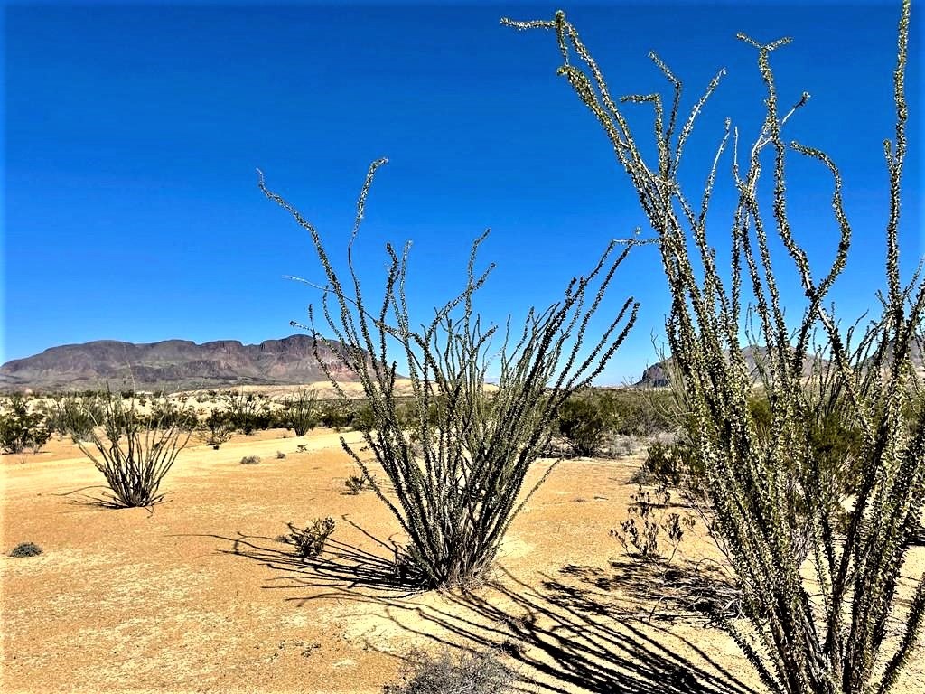 2731 Ringo Loop, Terlingua, Texas image 10