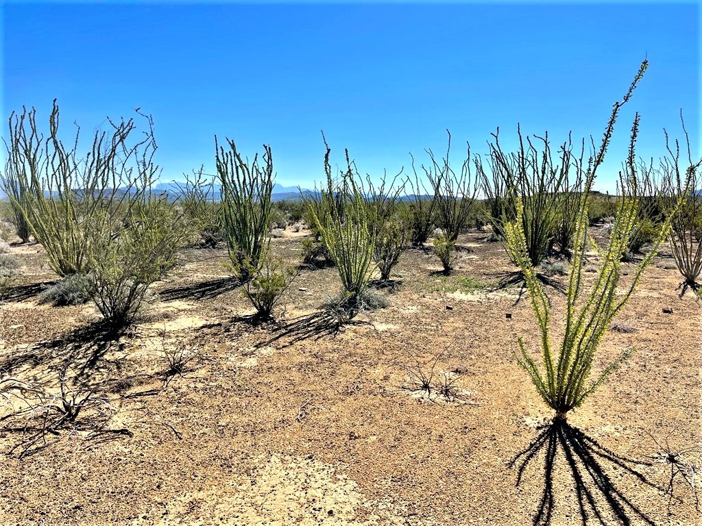 2731 Ringo Loop, Terlingua, Texas image 6