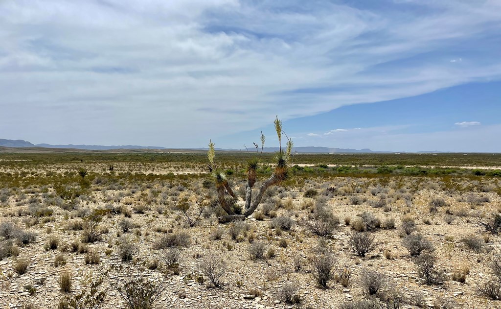 G79 S Bad Bunny Rd, Terlingua, Texas image 14