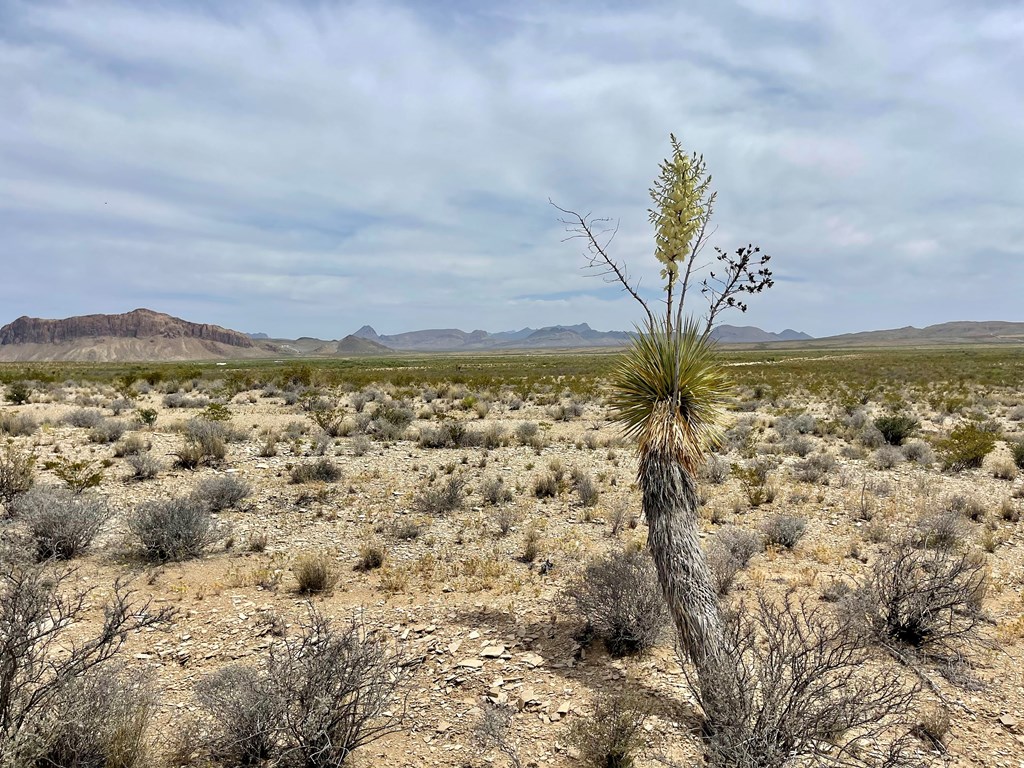 G79 S Bad Bunny Rd, Terlingua, Texas image 18