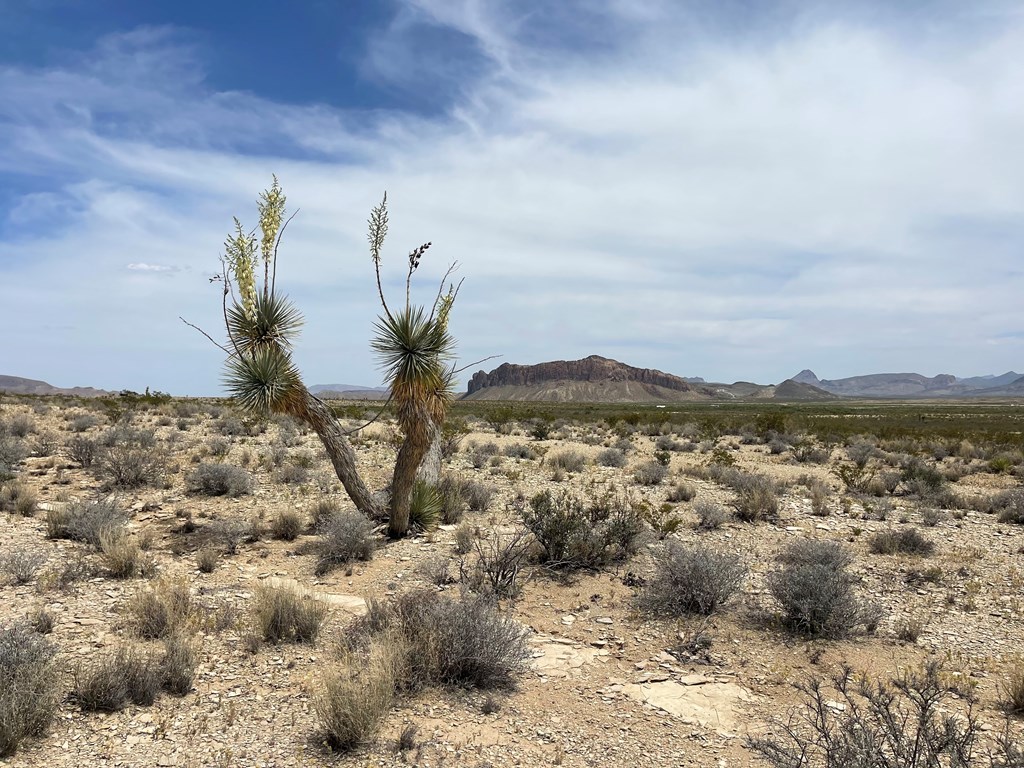 G79 S Bad Bunny Rd, Terlingua, Texas image 12