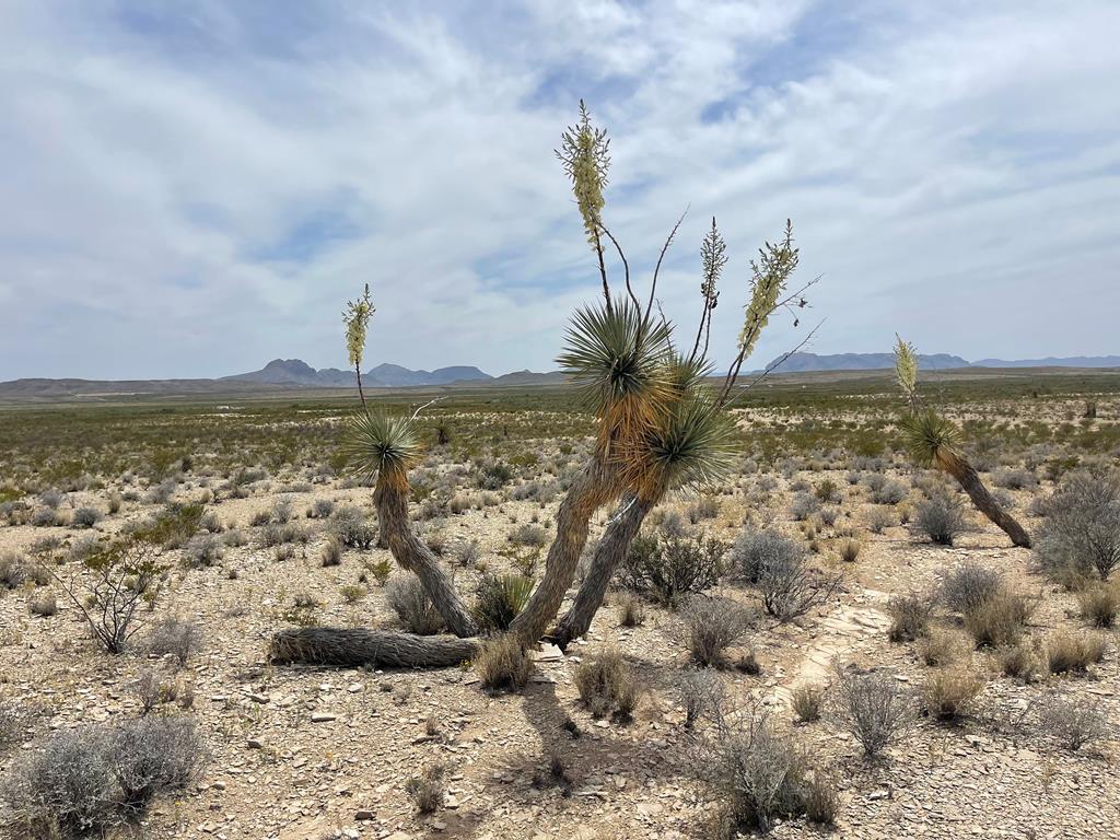 G79 S Bad Bunny Rd, Terlingua, Texas image 1