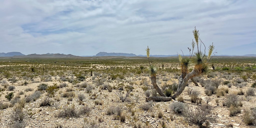 G79 S Bad Bunny Rd, Terlingua, Texas image 13