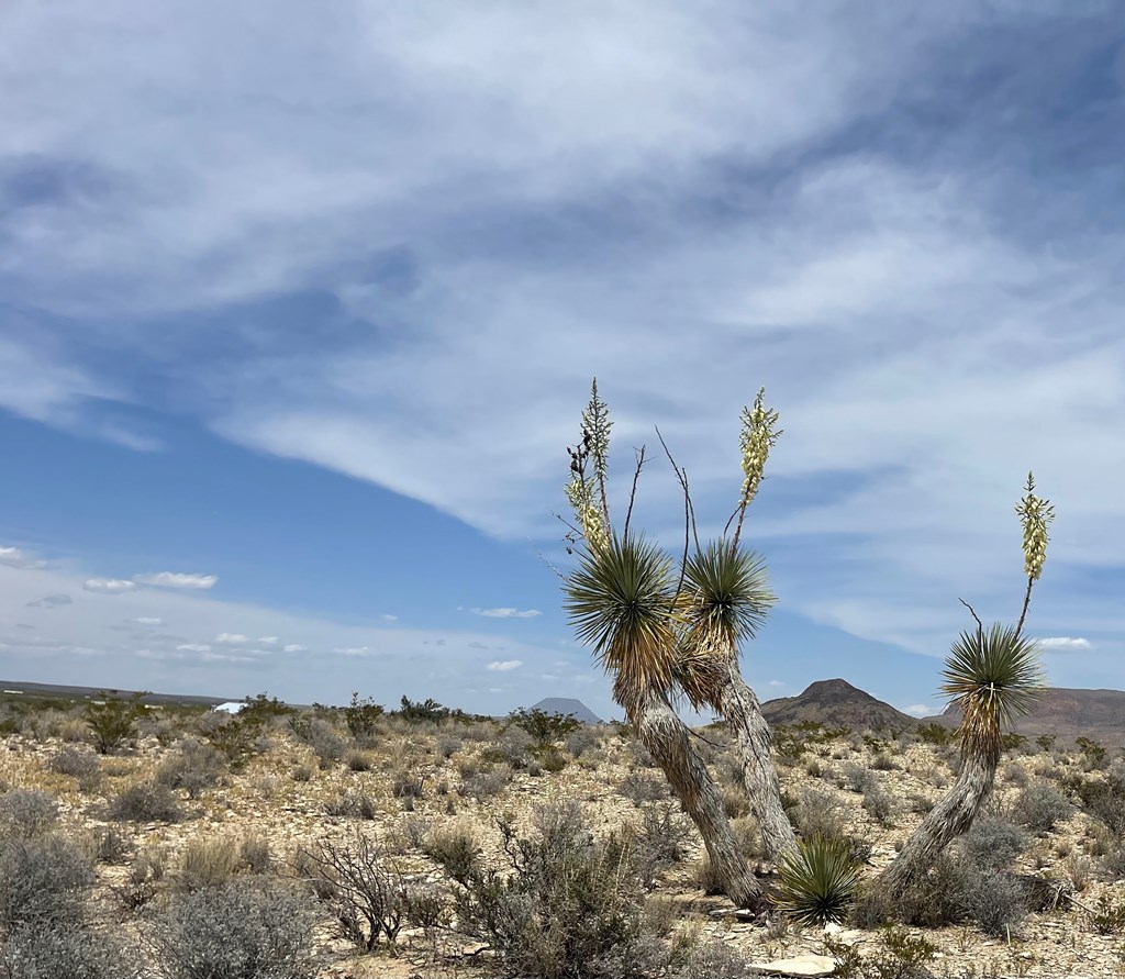 G79 S Bad Bunny Rd, Terlingua, Texas image 11