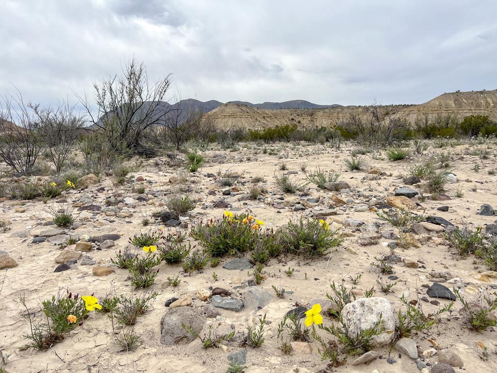 F726 San Angelo Rd, Terlingua, Texas image 3