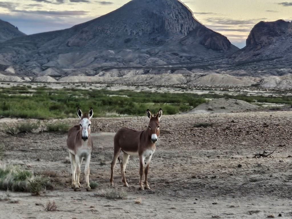 112 Victoria Dr, Terlingua, Texas image 1