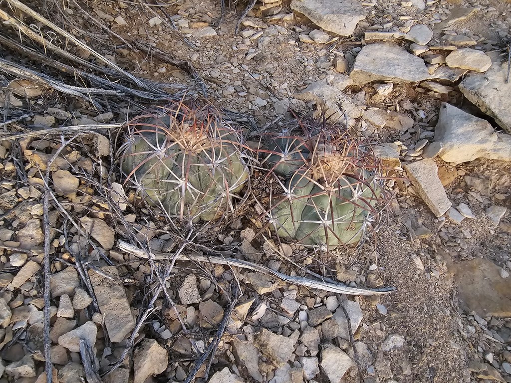 112 Victoria Dr, Terlingua, Texas image 46