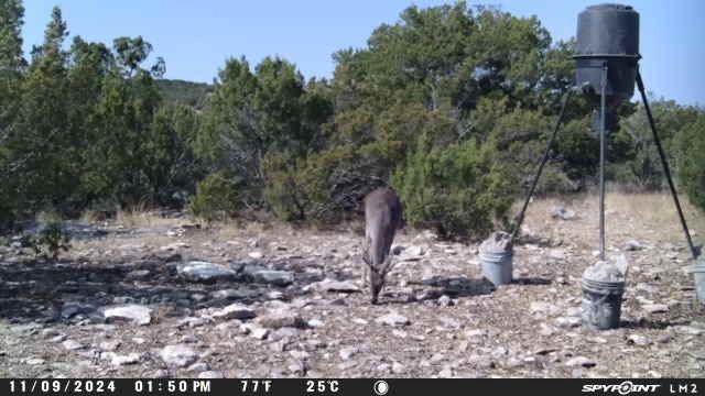 00 Brynner Rd, Comstock, Texas image 2