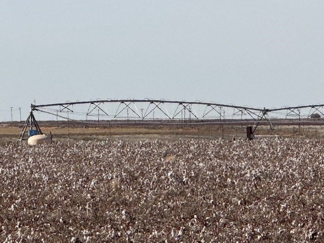 #000 County Rd 151, Loop, Texas image 14