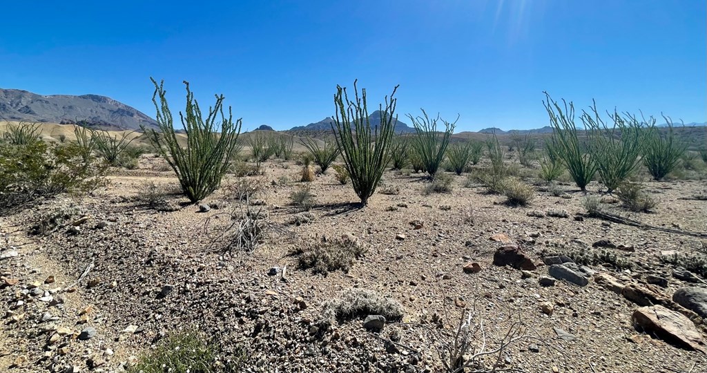 TR:184A Gate 2 Road, Terlingua, Texas image 18