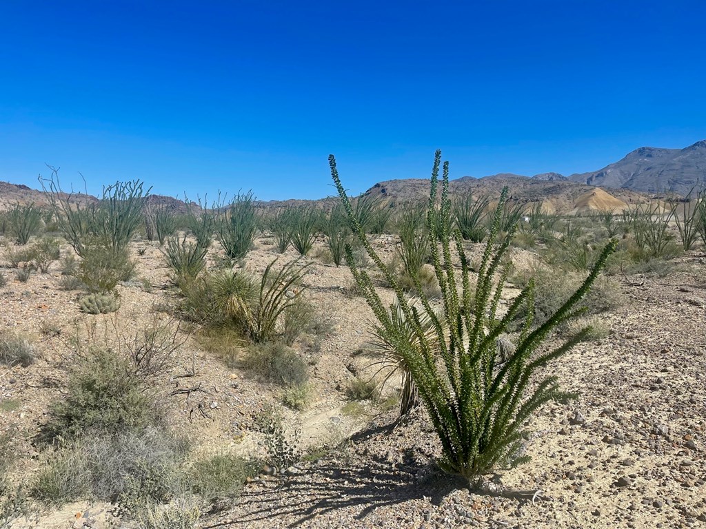 TR:184A Gate 2 Road, Terlingua, Texas image 9