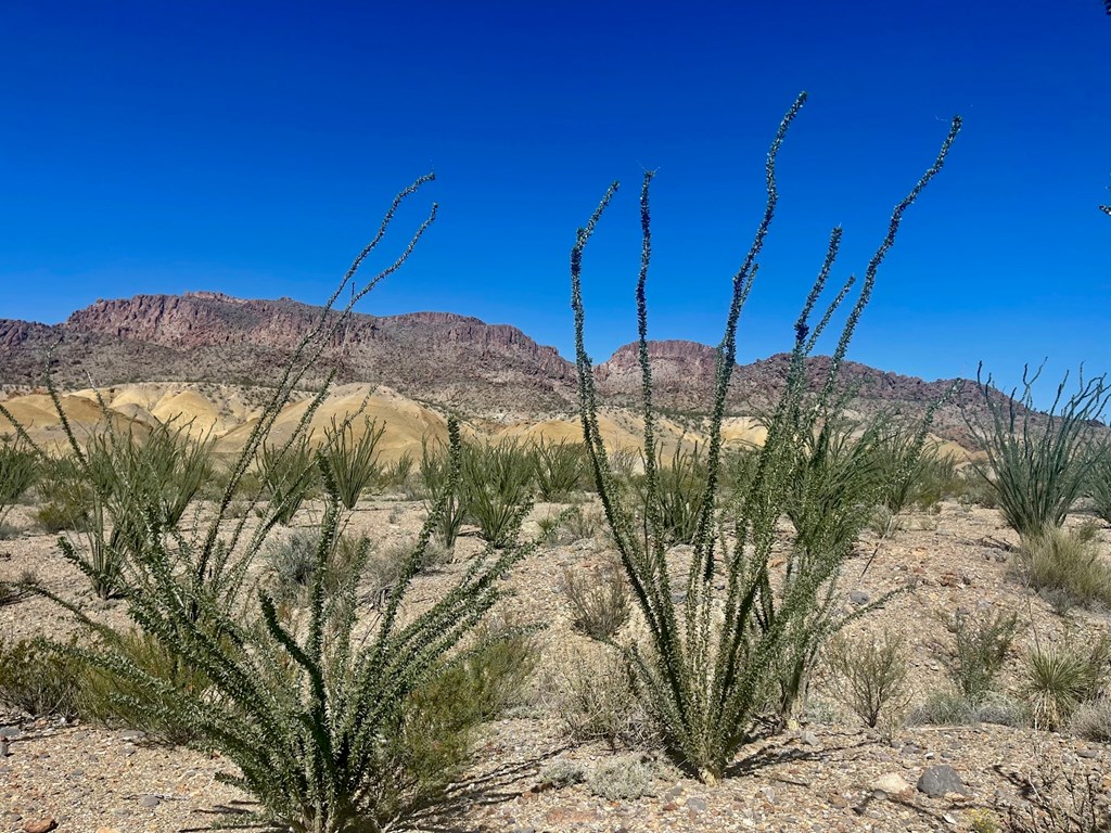 TR:184A Gate 2 Road, Terlingua, Texas image 19