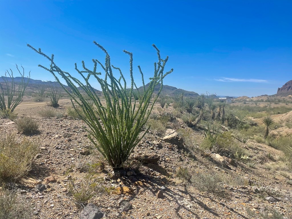 TR:184A Gate 2 Road, Terlingua, Texas image 24