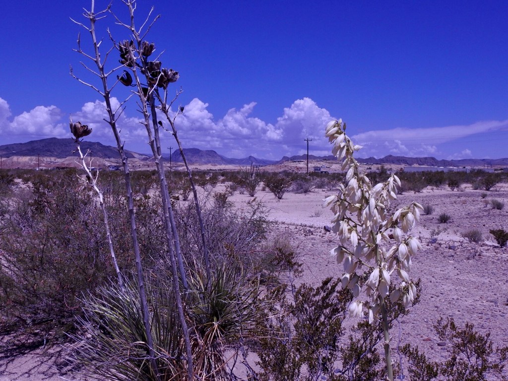 10 N Road Runner Cir, Terlingua, Texas image 15