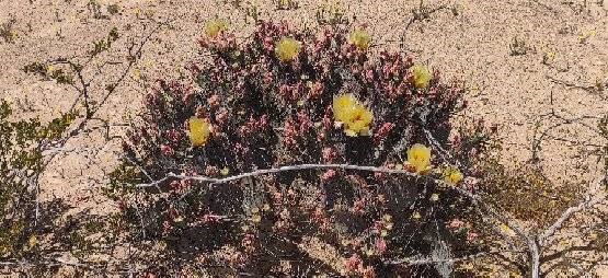 G12 320 Private Rd, Terlingua, Texas image 7