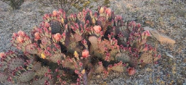 G12 320 Private Rd, Terlingua, Texas image 9