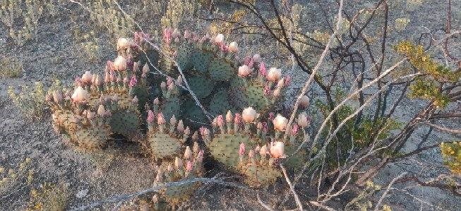 G12 320 Private Rd, Terlingua, Texas image 8