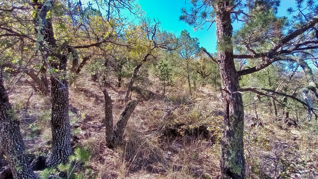 215 Squaw Valley Trail, Fort Davis, Texas image 7