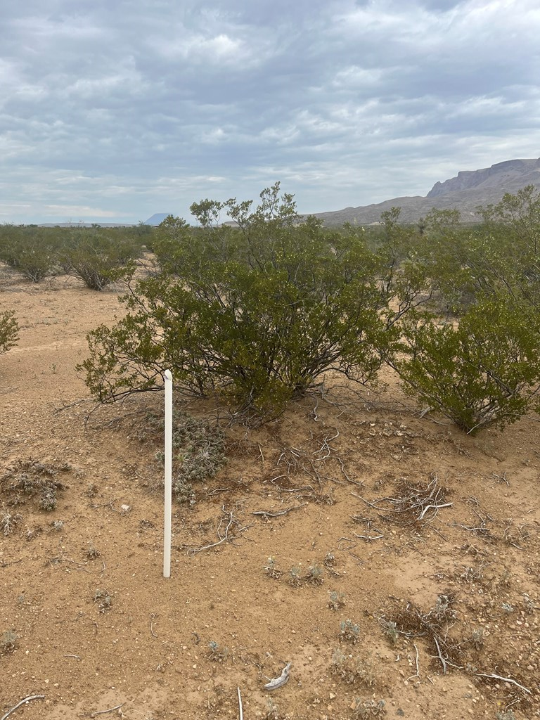 14833 Carico, Terlingua, Texas image 7