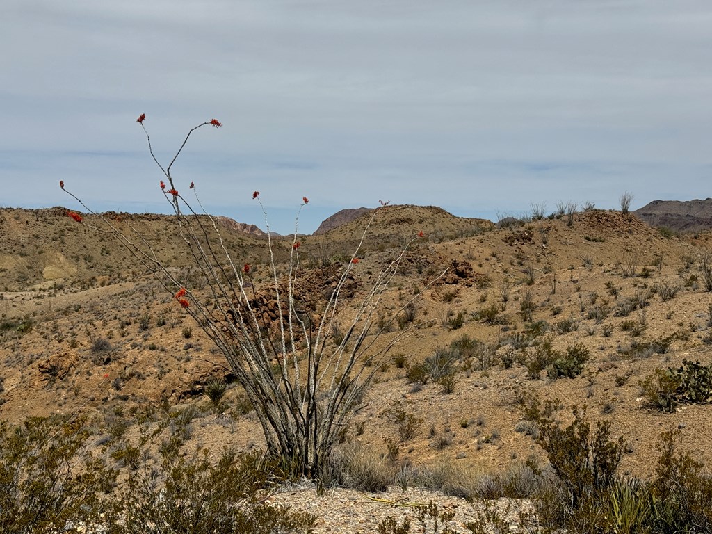 TR 42 Gate 2 Road, Terlingua, Texas image 42