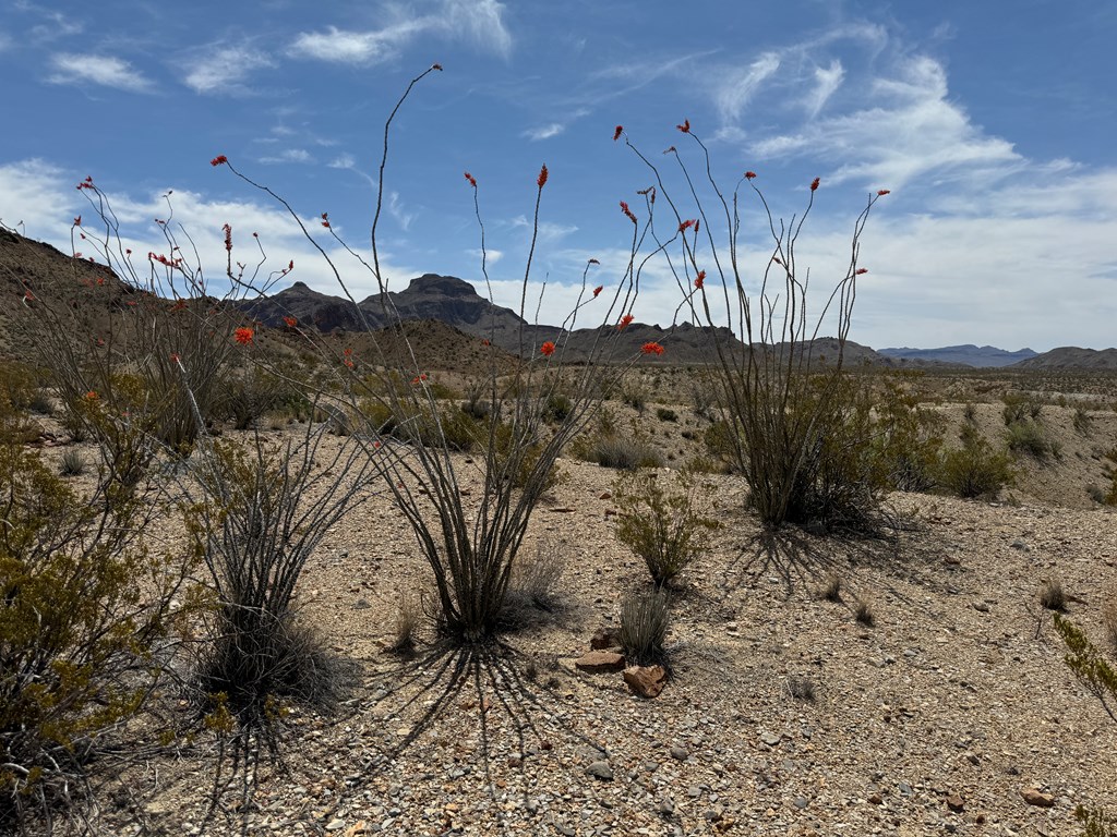 TR 42 Gate 2 Road, Terlingua, Texas image 43