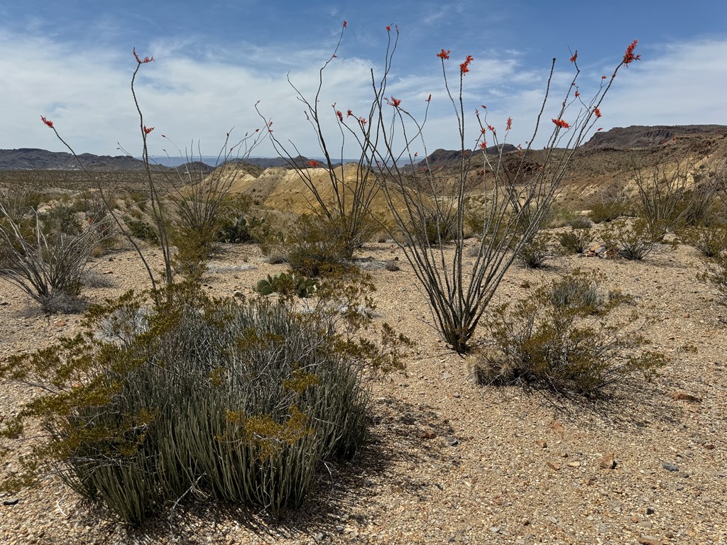 TR 42 Gate 2 Road, Terlingua, Texas image 41