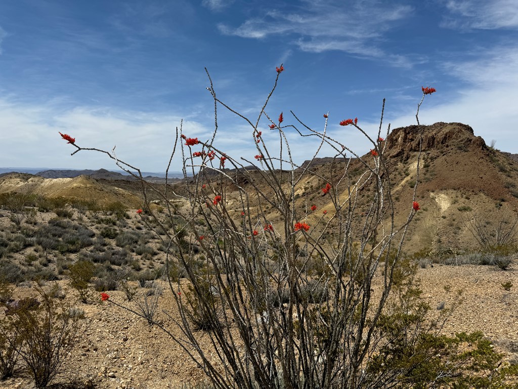 TR 42 Gate 2 Road, Terlingua, Texas image 34