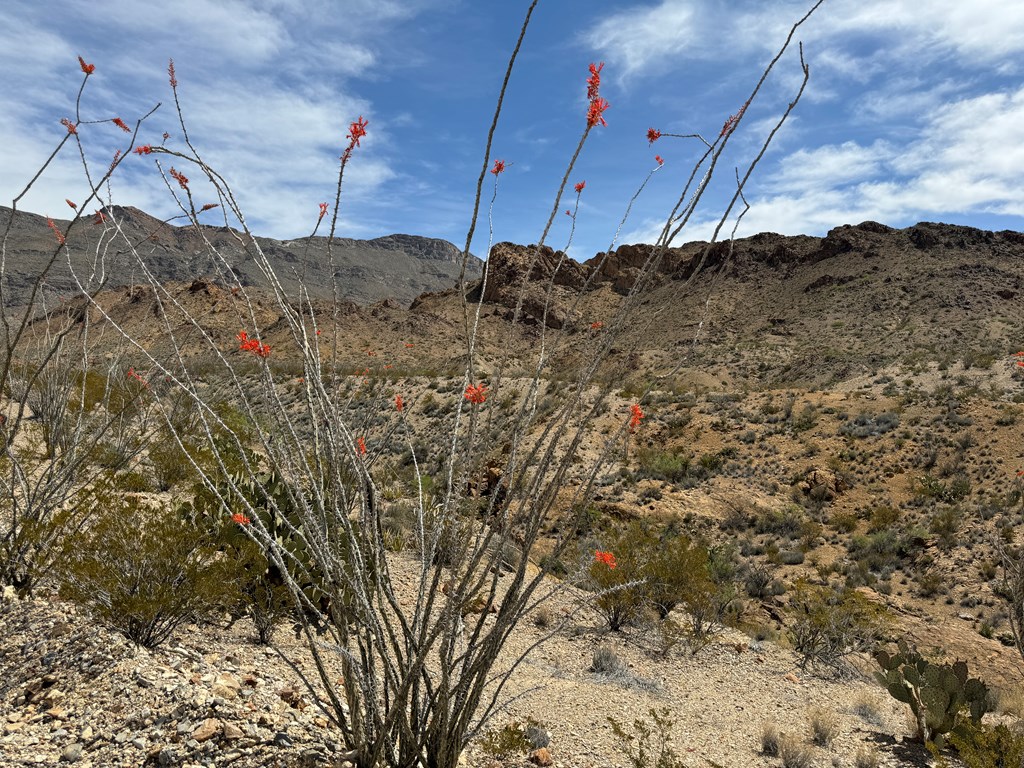 TR 42 Gate 2 Road, Terlingua, Texas image 18