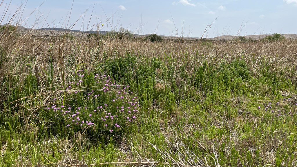 20872 Ivy Rd, Terlingua, Texas image 3