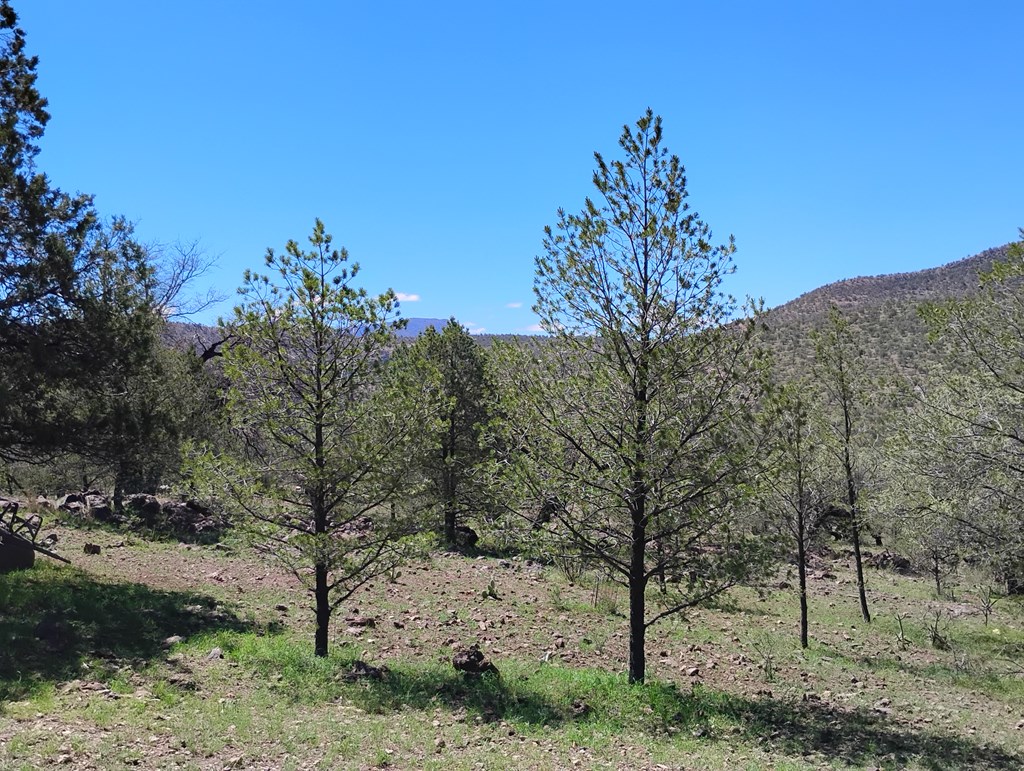 105 Crazy Horse Trail #6, Fort Davis, Texas image 22