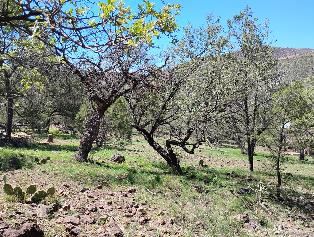 105 Crazy Horse Trail #6, Fort Davis, Texas image 17