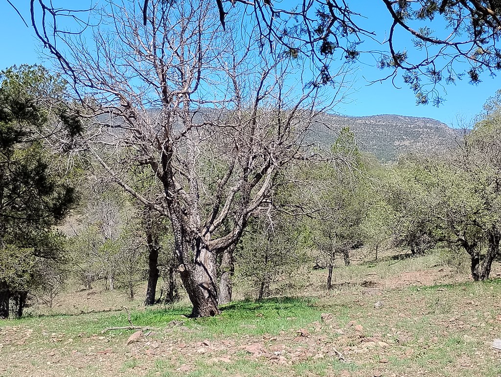 105 Crazy Horse Trail #6, Fort Davis, Texas image 26