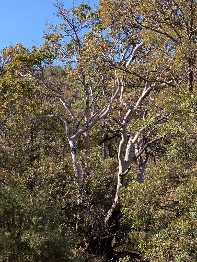 402 Colleen Canyon Trail, Fort Davis, Texas image 15