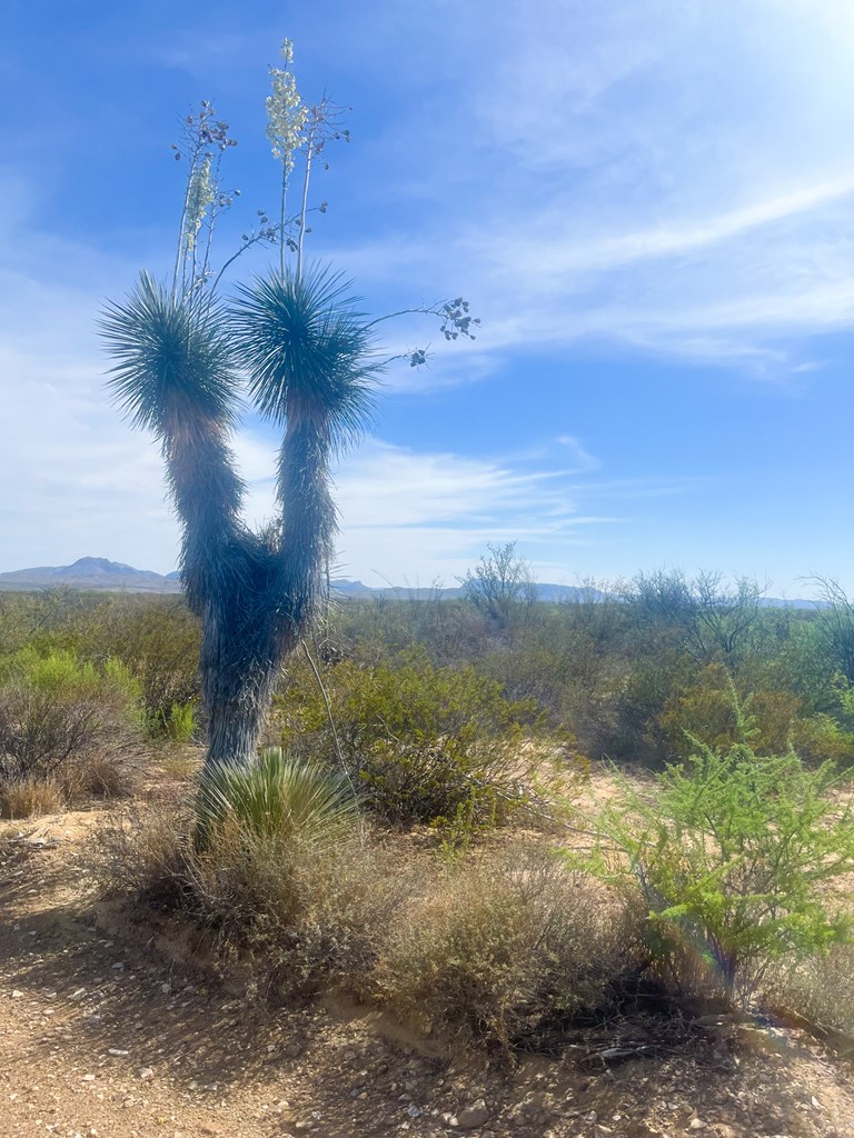 800 Antonio Road, Terlingua, Texas image 6