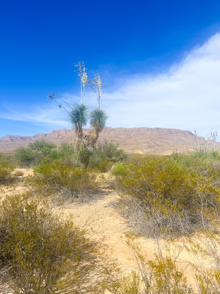 800 Antonio Road, Terlingua, Texas image 3