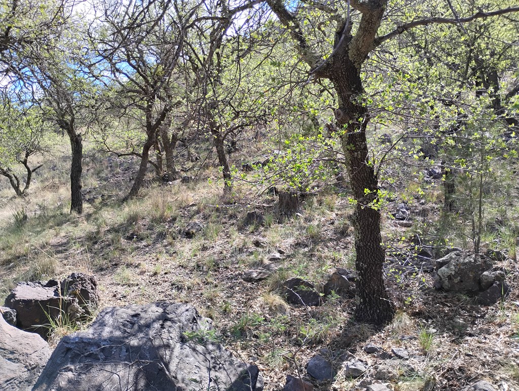 112 Gun Club, Fort Davis, Texas image 29