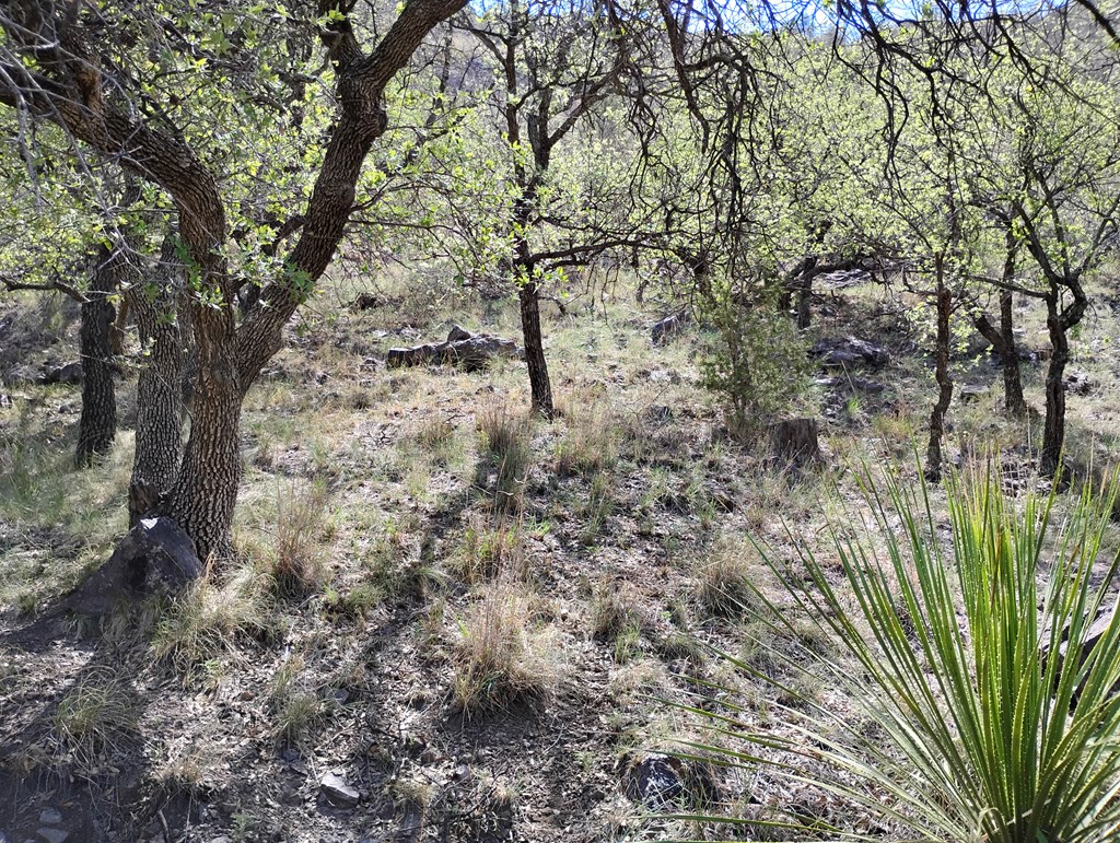 112 Gun Club, Fort Davis, Texas image 30