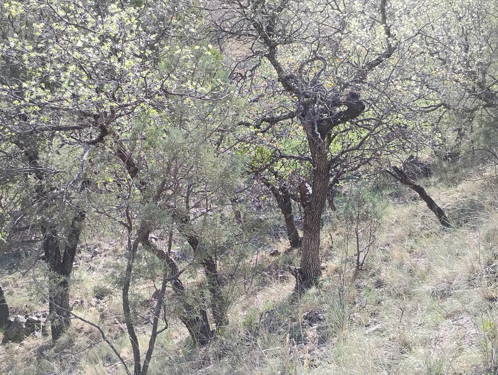 112 Gun Club, Fort Davis, Texas image 22