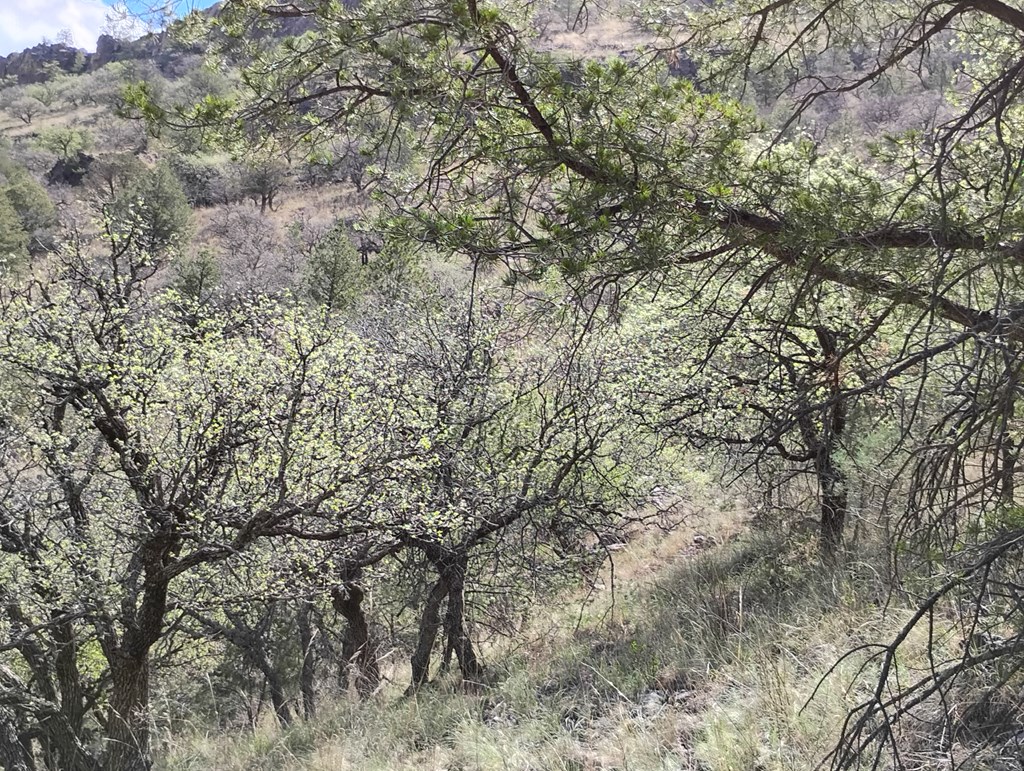 112 Gun Club, Fort Davis, Texas image 20