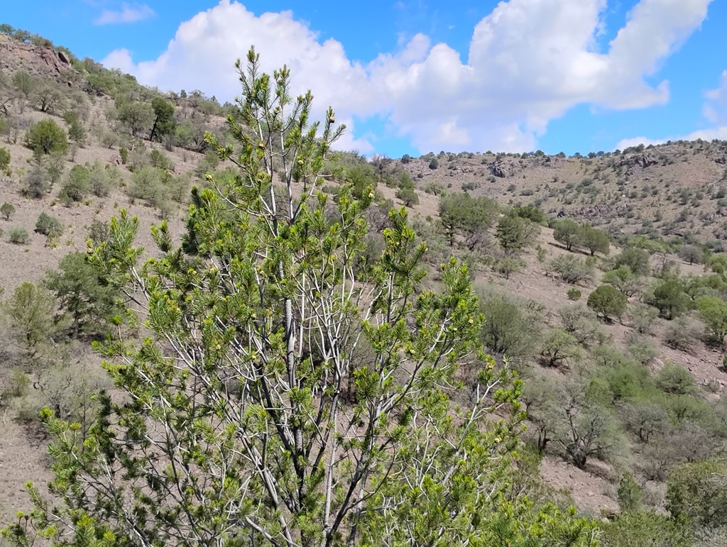 112 Gun Club, Fort Davis, Texas image 21